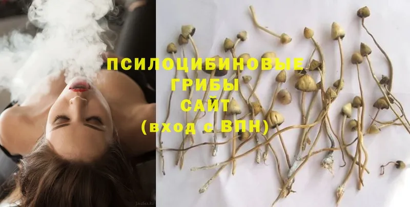 Галлюциногенные грибы Magic Shrooms  наркота  Богородицк 